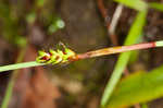 Plantainleaf sedge